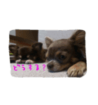 nico nico wan（個別スタンプ：13）