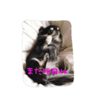nico nico wan（個別スタンプ：31）
