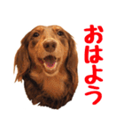 蛍光灯姉妹（個別スタンプ：1）