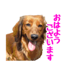 蛍光灯姉妹（個別スタンプ：2）