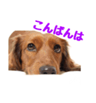 蛍光灯姉妹（個別スタンプ：4）