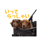 蛍光灯姉妹（個別スタンプ：10）