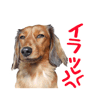 蛍光灯姉妹（個別スタンプ：38）