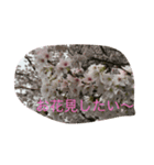 桜さくらサクラ（個別スタンプ：3）