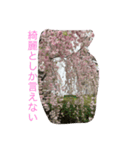 桜さくらサクラ（個別スタンプ：7）