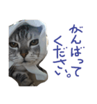 たまさぶろぅ。（個別スタンプ：7）