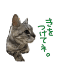 たまさぶろぅ。（個別スタンプ：10）