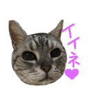 たまさぶろぅ。（個別スタンプ：12）