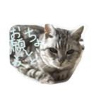 たまさぶろぅ。（個別スタンプ：31）