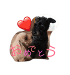シュナ＆プー（個別スタンプ：6）