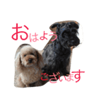 シュナ＆プー（個別スタンプ：7）