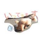 シュナ＆プー（個別スタンプ：10）