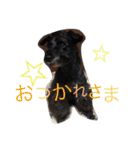 シュナ＆プー（個別スタンプ：11）