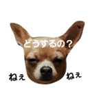 こた＆てつ1（個別スタンプ：7）