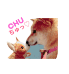 柴犬もみじin台湾（個別スタンプ：2）