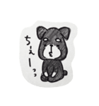 ミニチュアシュナウザーのレオン（個別スタンプ：3）