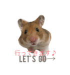 ゴールデンハムスターのふぅみぅ＆ベビハム（個別スタンプ：1）