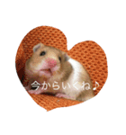 ゴールデンハムスターのふぅみぅ＆ベビハム（個別スタンプ：5）