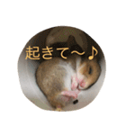 ゴールデンハムスターのふぅみぅ＆ベビハム（個別スタンプ：8）