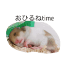 ゴールデンハムスターのふぅみぅ＆ベビハム（個別スタンプ：11）