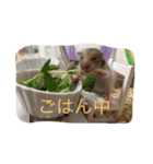 ゴールデンハムスターのふぅみぅ＆ベビハム（個別スタンプ：14）