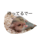 ゴールデンハムスターのふぅみぅ＆ベビハム（個別スタンプ：16）