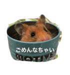ゴールデンハムスターのふぅみぅ＆ベビハム（個別スタンプ：17）