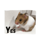 ゴールデンハムスターのふぅみぅ＆ベビハム（個別スタンプ：19）