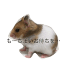 ゴールデンハムスターのふぅみぅ＆ベビハム（個別スタンプ：22）