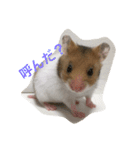 ゴールデンハムスターのふぅみぅ＆ベビハム（個別スタンプ：23）