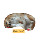 ポメラニアンのマロン（個別スタンプ：2）