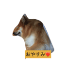 ポメラニアンのマロン（個別スタンプ：3）