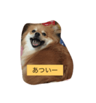 ポメラニアンのマロン（個別スタンプ：4）