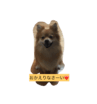 ポメラニアンのマロン（個別スタンプ：5）