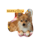 ポメラニアンのマロン（個別スタンプ：7）