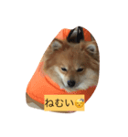 ポメラニアンのマロン（個別スタンプ：8）