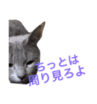 愚痴を吐きまくるマイペースにゃんこーず（個別スタンプ：31）