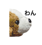 ぽにちゃん（個別スタンプ：3）