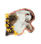 三毛猫 ひめ（個別スタンプ：1）