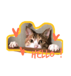 三毛猫 ひめ（個別スタンプ：2）