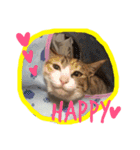 三毛猫 ひめ（個別スタンプ：3）