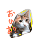 三毛猫 ひめ（個別スタンプ：4）