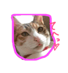 三毛猫 ひめ（個別スタンプ：5）