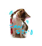三毛猫 ひめ（個別スタンプ：6）
