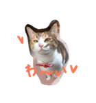 三毛猫 ひめ（個別スタンプ：7）