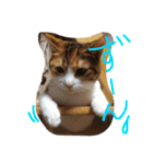 三毛猫 ひめ（個別スタンプ：8）