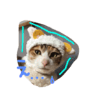 三毛猫 ひめ（個別スタンプ：9）