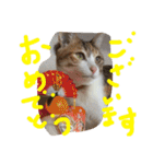 三毛猫 ひめ（個別スタンプ：10）