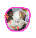 三毛猫 ひめ（個別スタンプ：11）