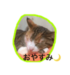 三毛猫 ひめ（個別スタンプ：12）